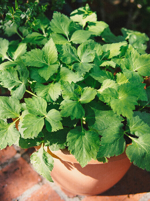 Mitsuba leaves stay green year-round