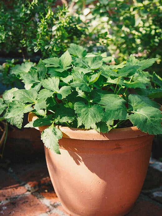 Mitsuba makes a great container plant