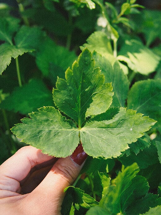 Wild Japanese parsley