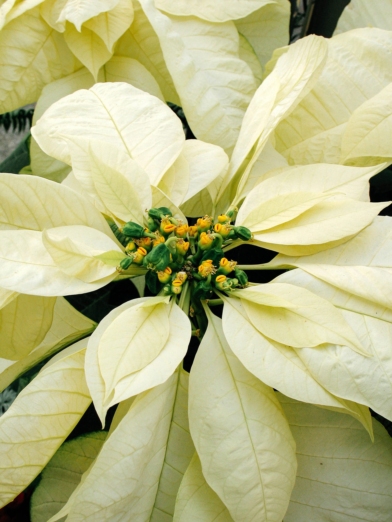 Creamy white poinsettia in bloom