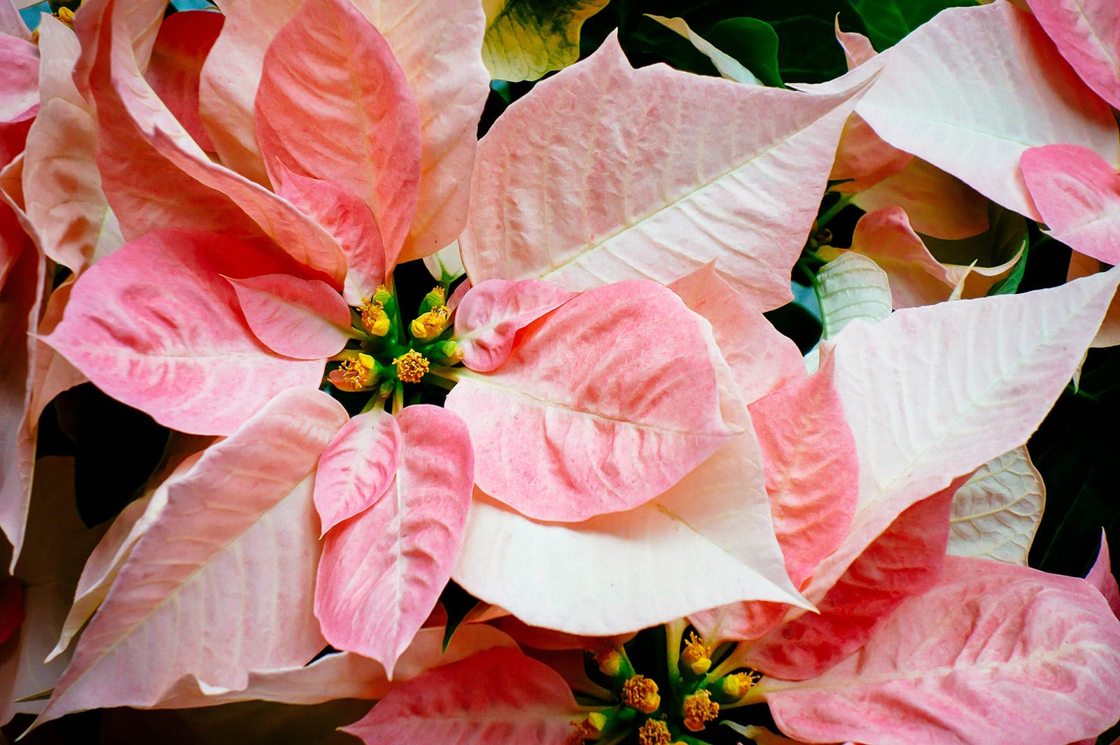 Creamy white and rose colored poinsettia