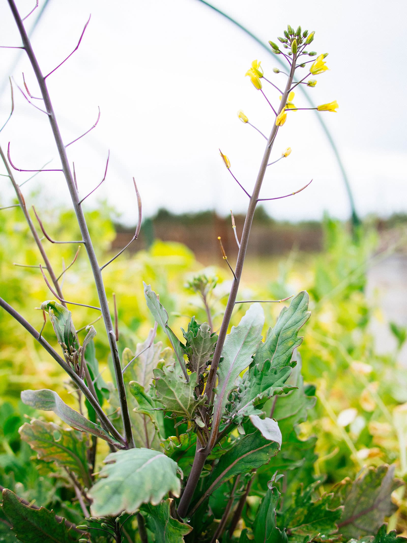 Close-up of flower spike with yellow flowers on bolting kale plant