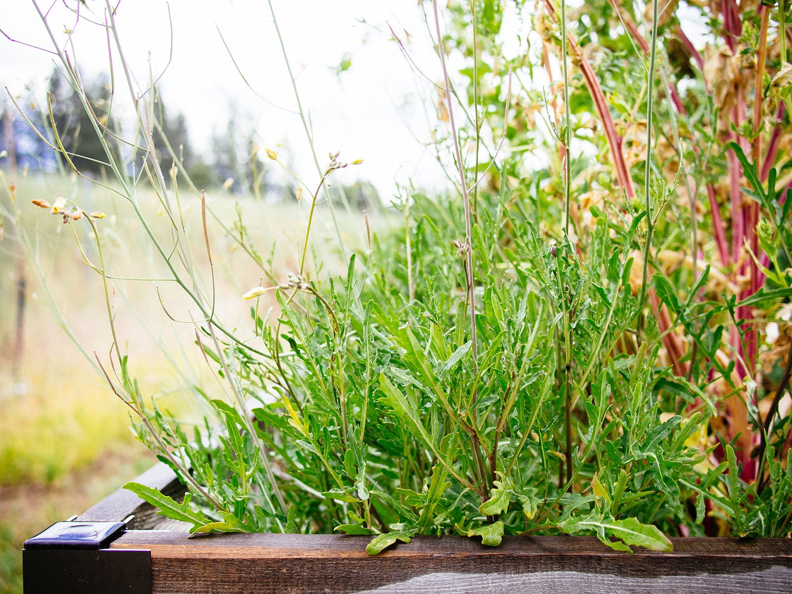 Bolted arugula plant in a raised bed