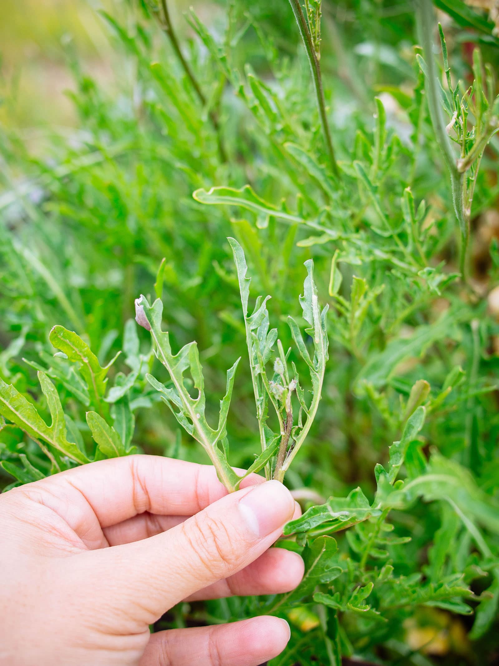 Hand holding a stem full of small, narrow leaves on bolted arugula plant