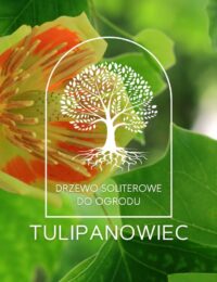 tulipanowiec