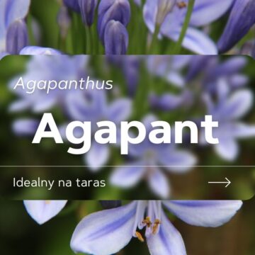 agapant