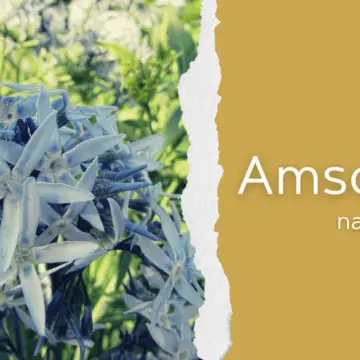 amsonia