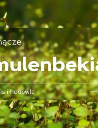 mulenbekia