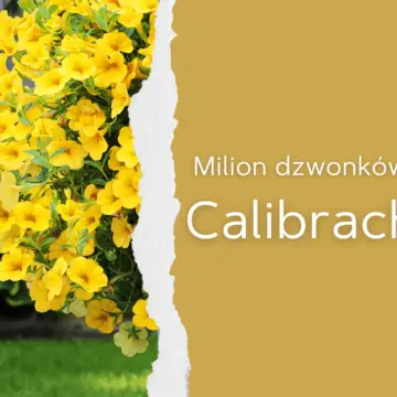 calibrachoa milion dzwonków