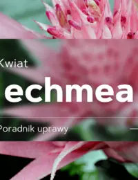 echmea