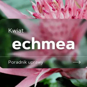 echmea