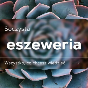 eszeweria