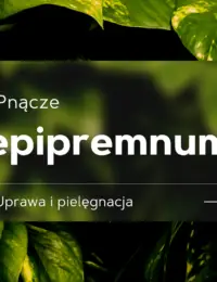 epipremnum