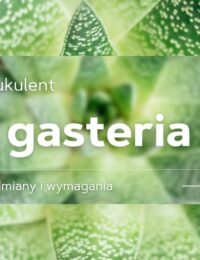 gasteria