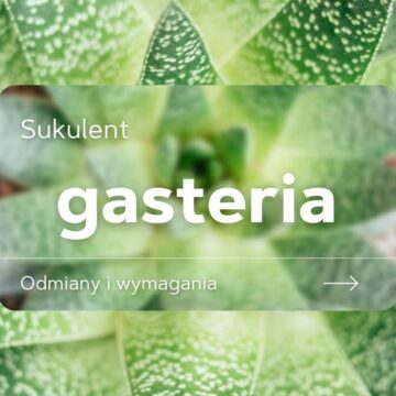 gasteria