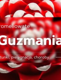 guzmania