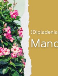 mandevilla