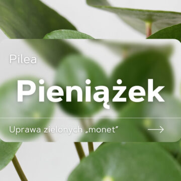 pieniążek