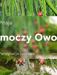 pitaja smoczy owoc