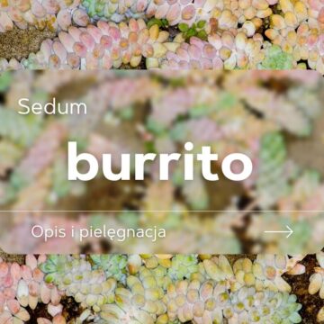 sedum burrito