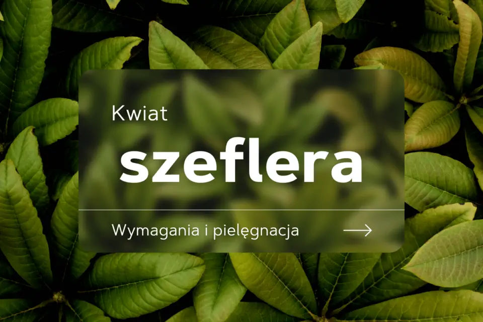 szeflera