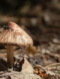 inocybe