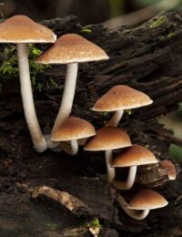 psathyrella