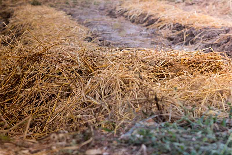 A close up of rows in a vegetable garden, covered with a layer of straw mulch for winter. In between the rows is bare, frosty soil.