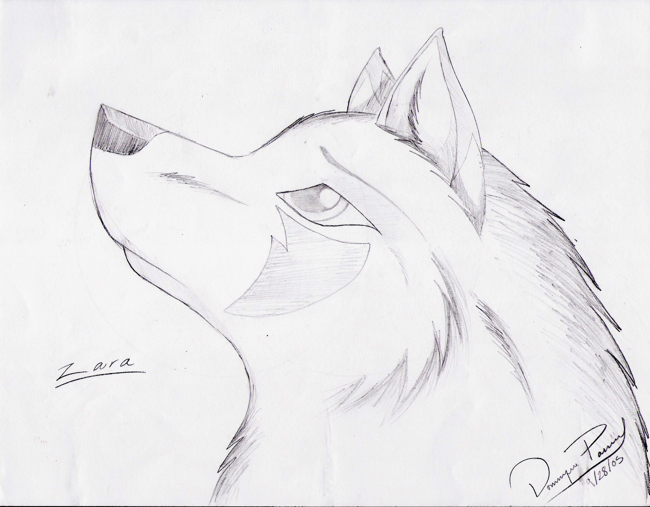 Wolf Head Pencil Drawing : How To Draw A Wolf Head, Mexican Wolf By ...