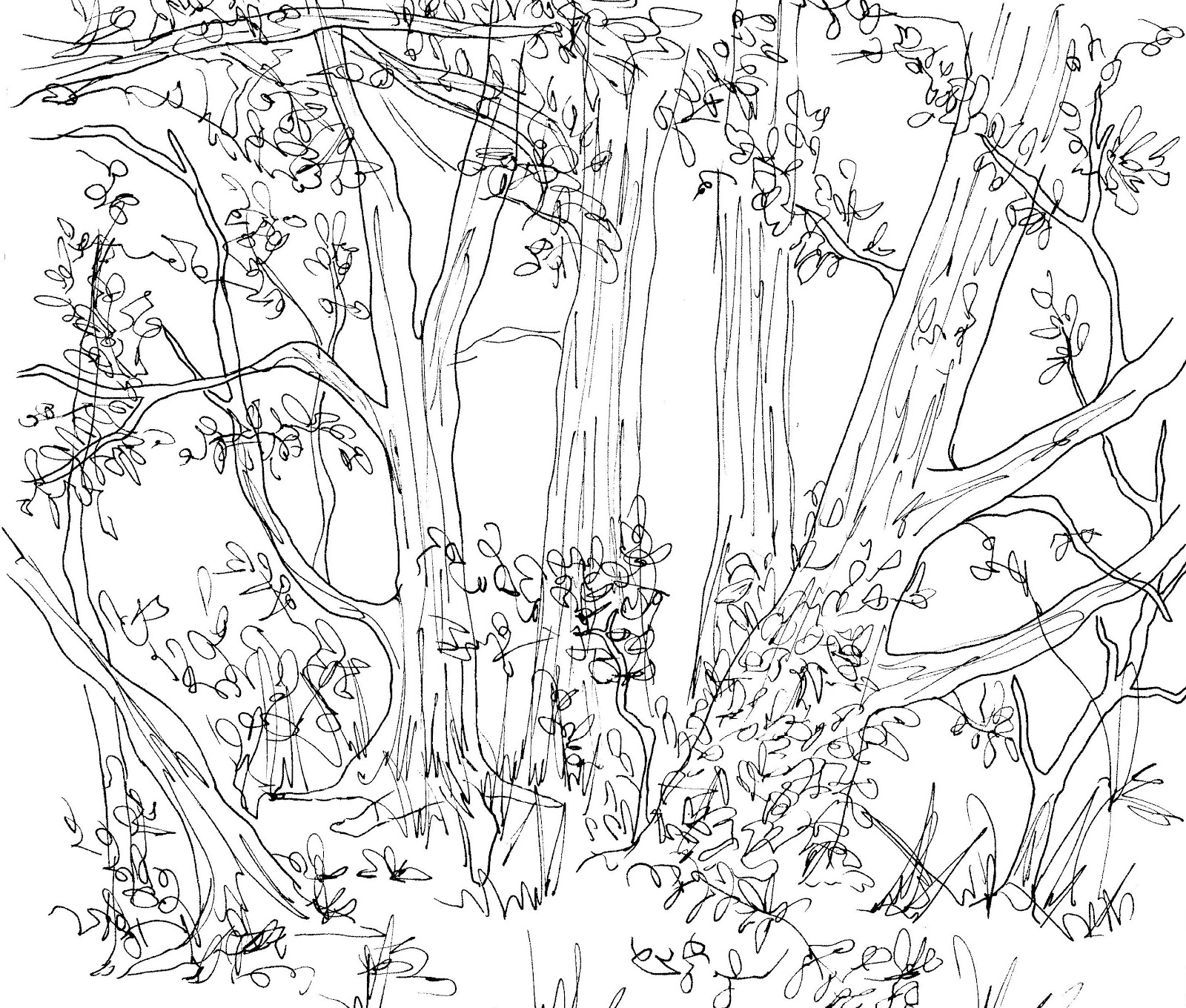 Easy Drawing Of Forest With Animals : Drawing Easy Rainforest Forest ...