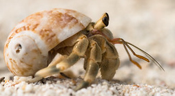 Hermit Crab