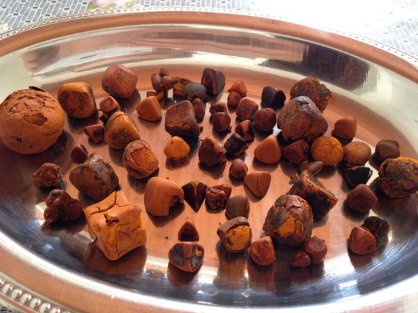 OX GALLSTONES / COW GALLSTONES FOR SALE