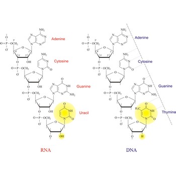 Nucleic acids: DNA and RNA