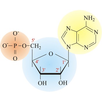 Nucleotide