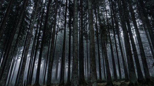 Dark Forest Wallpaper