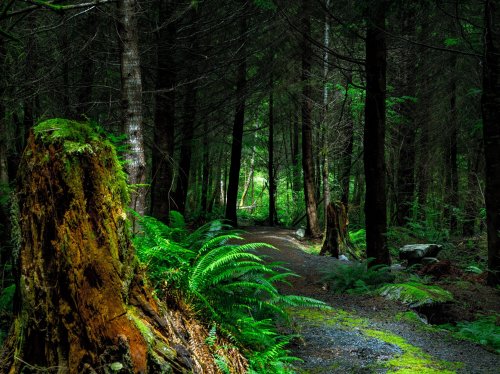 Forest Path