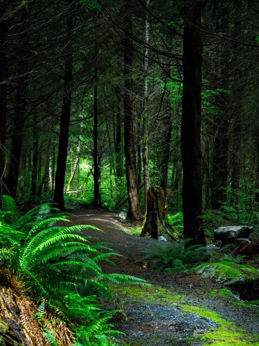 Forest Path