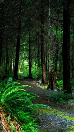 Forest Path