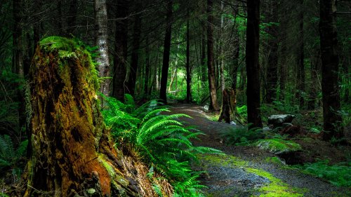 Forest Path