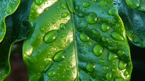 Raindrops on Leaf Wallpaper