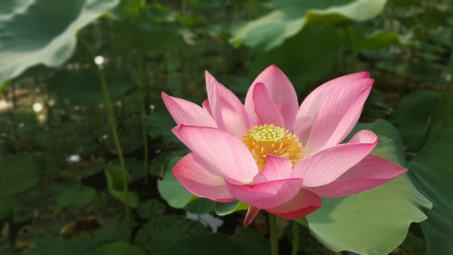 Lotus Flower Wallpaper