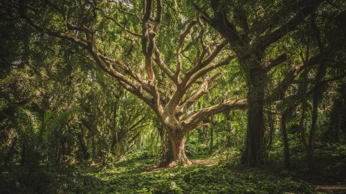 Jungle Tree - Hawaii Wallpaper