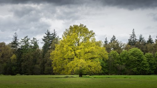 Solitary Tree Wallpaper