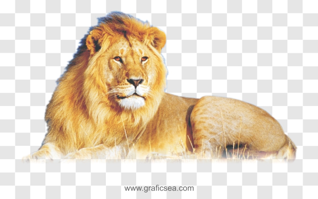 Lion | Graficsea