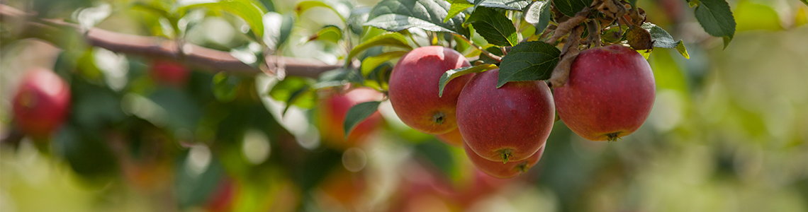 Close up of 4 apples growing on a tree