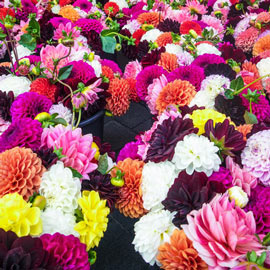 Decorative Dahlias