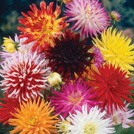 Cactus & Fimbriata Dahlias