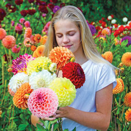 Ball Dahlias