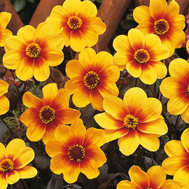 Single-Flowered Dahlias