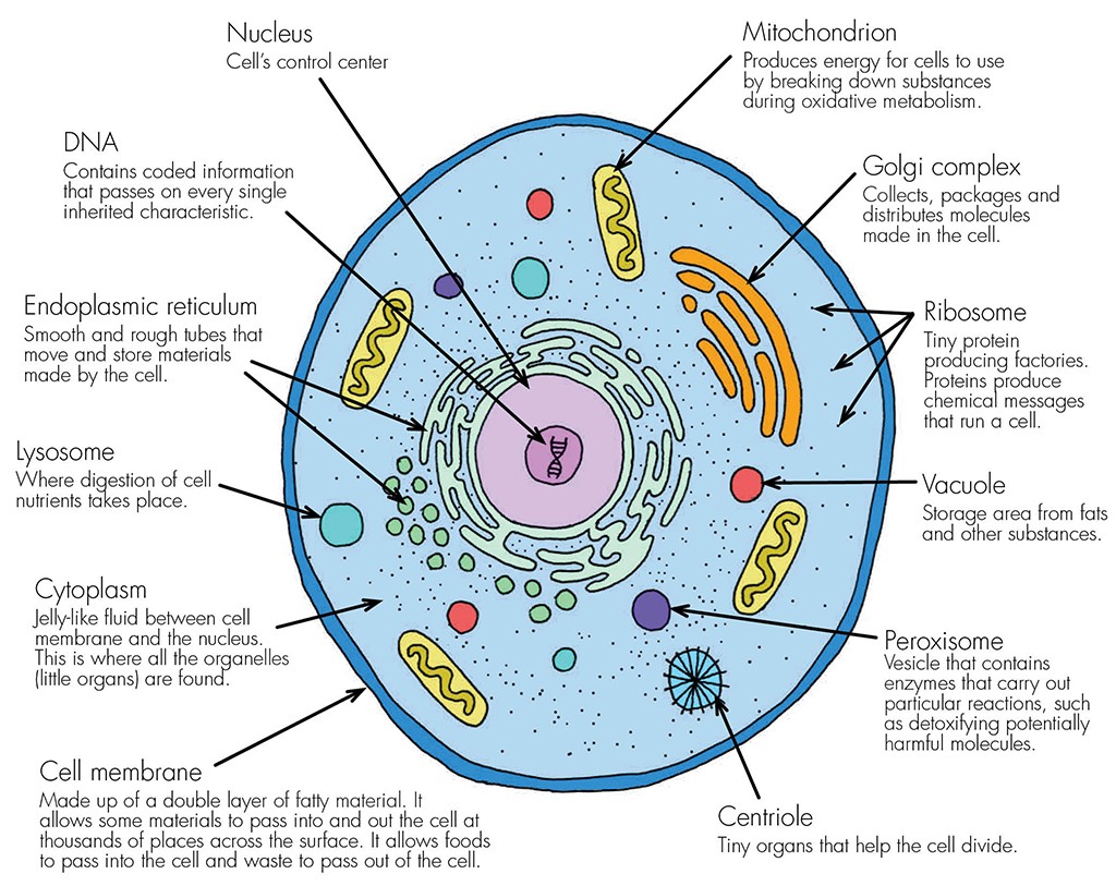 What Are A Few Major Animal Cell Structures And Their Functions ...